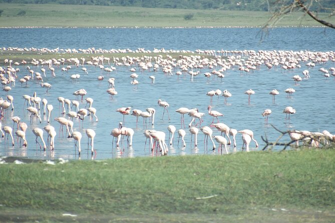 Day Tour to Tarangire National Park from Arusha - What the private format changes