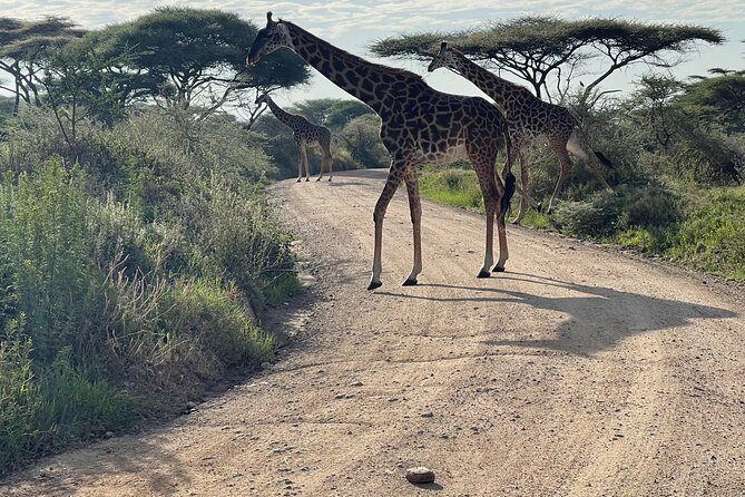 Day Tour to Tarangire National Park from Arusha - Lunch, WiFi, and the value of $274