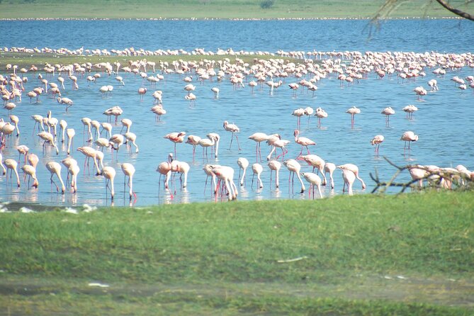 Day Tour to Tarangire National Park from Arusha - The honest limits of a one-day safari