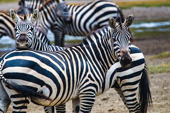 Day Tour to Tarangire National Park from Arusha - Who will get the most from this tour