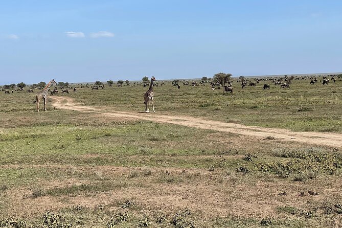 Day Tour to Tarangire National Park from Arusha - My booking advice for Tarangire