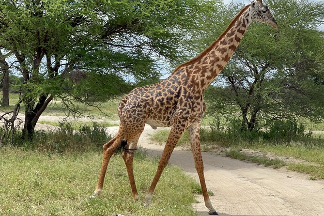 Day Tour to Tarangire National Park from Arusha - Leaving Arusha for an early park day