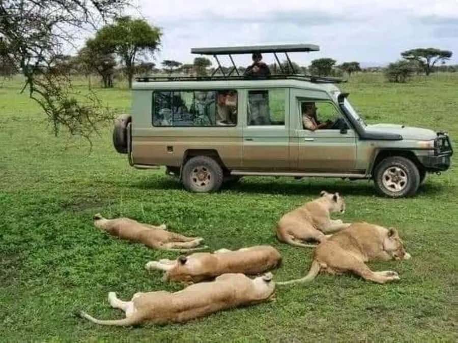 Day Trip Safari from zanzibar to mikumi using ferry and car - Why the Zanzibar to Mikumi route is worth considering
