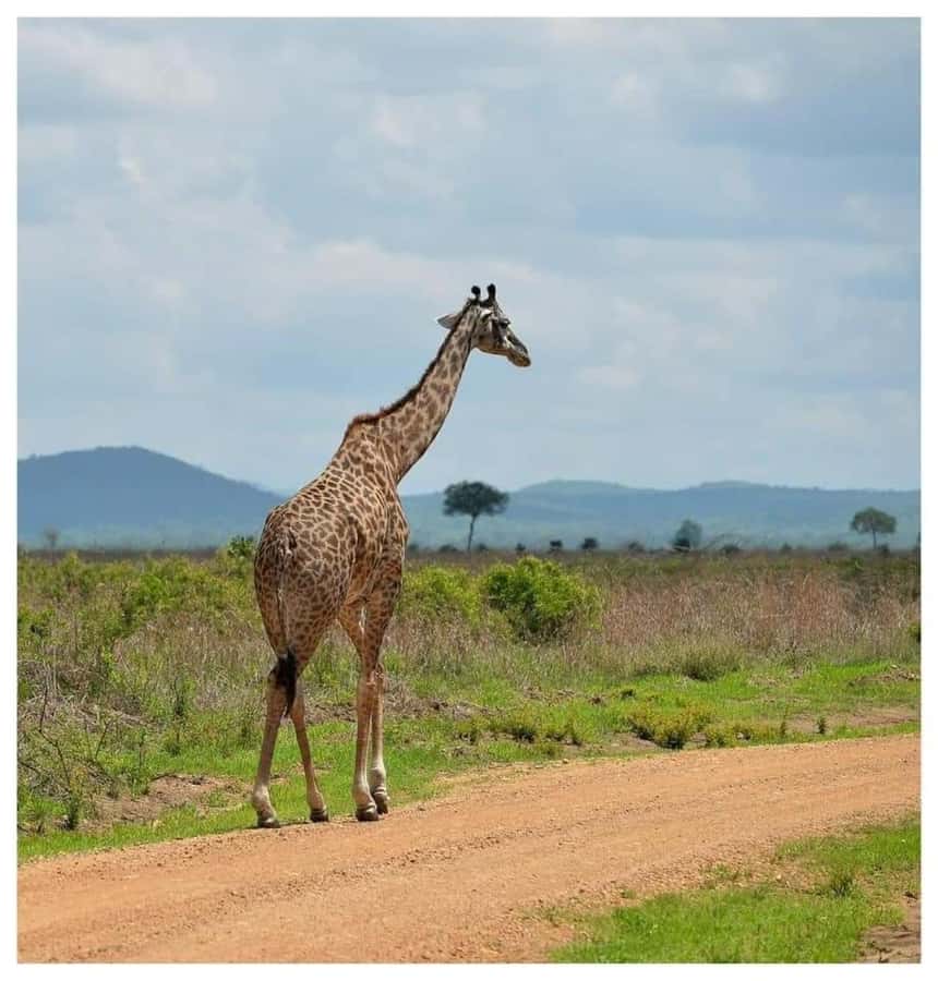 Day Trip Safari from zanzibar to mikumi using ferry and car - The guide, driver, and the feel of the trip