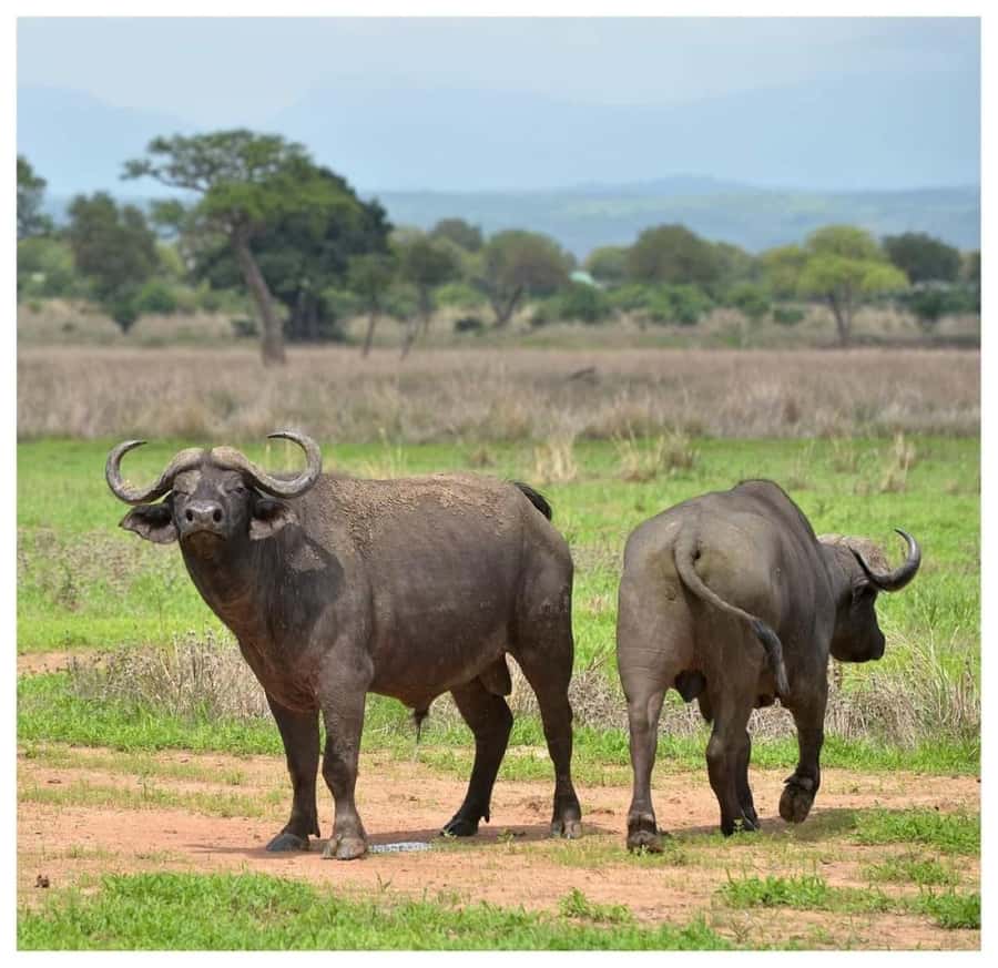 Day Trip Safari from zanzibar to mikumi using ferry and car - Who should book this Mikumi safari?