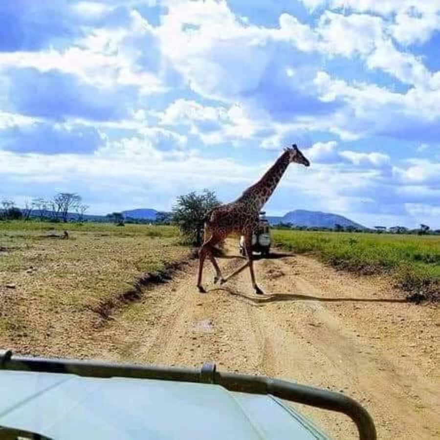 Day Trip Safari from zanzibar to mikumi using ferry and SGR - Why this Zanzibar to Mikumi route is unusual