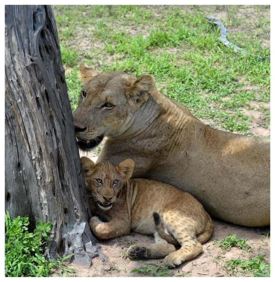 Day Trip Safari from zanzibar to mikumi using ferry and SGR - Day two: a 6:00 a.m. game drive in Mikumi