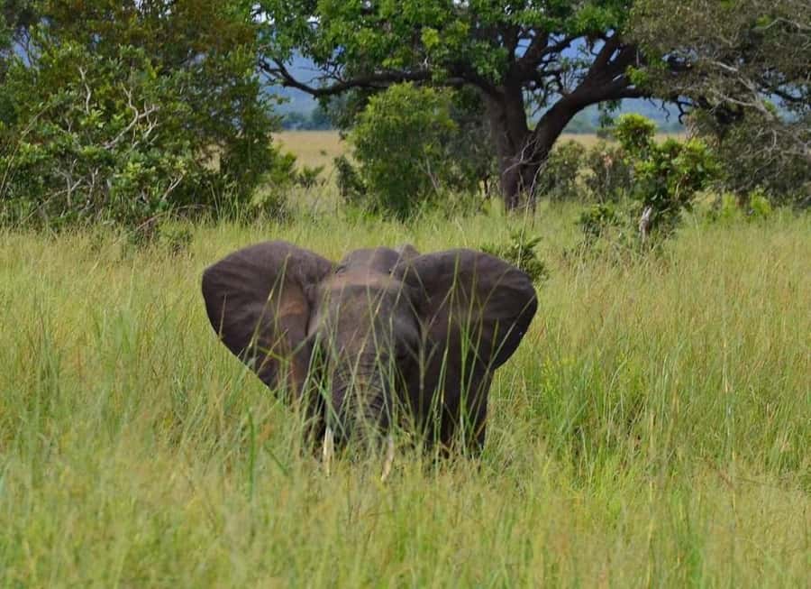 Day Trip Safari from zanzibar to mikumi using ferry and SGR - What the $585 price includes