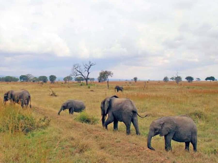 Day Trip Safari from zanzibar to mikumi using ferry and SGR - Who will enjoy this trip most