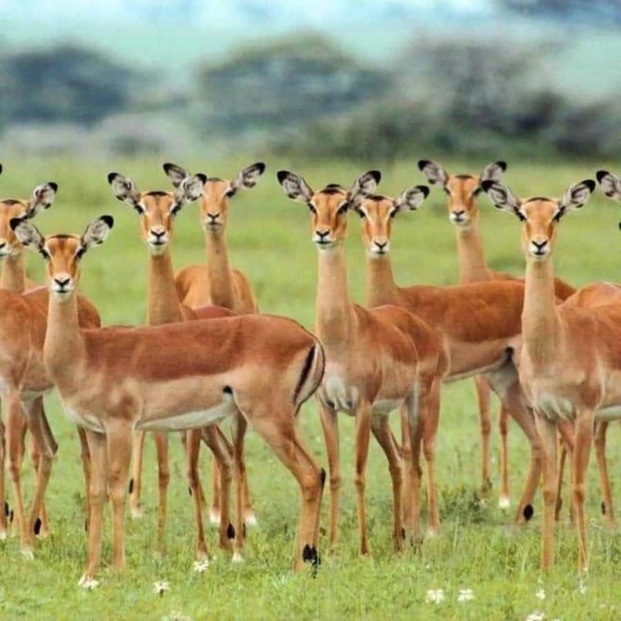 Day Trip Safari from zanzibar to mikumi using ferry and SGR - Practical points that can make the journey easier