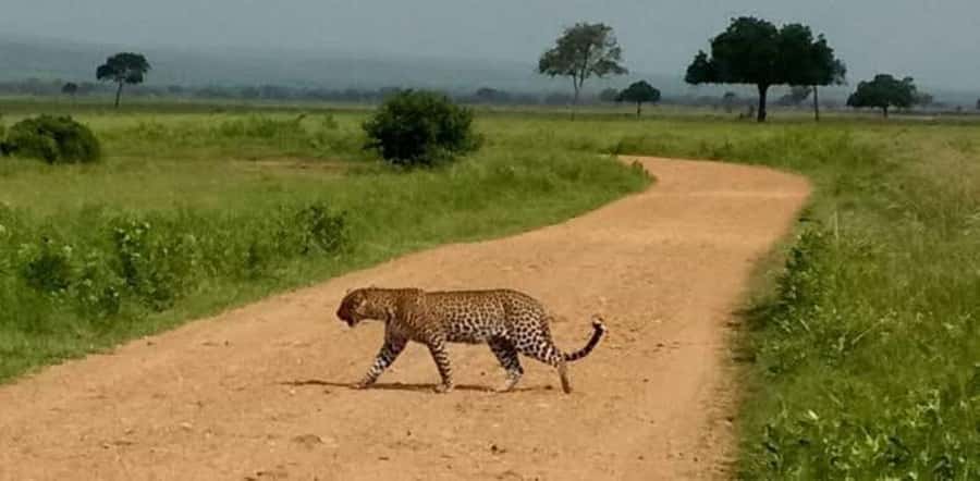Day Trip Safari from zanzibar to mikumi using ferry and SGR - The final call: is this Mikumi trip worth it?