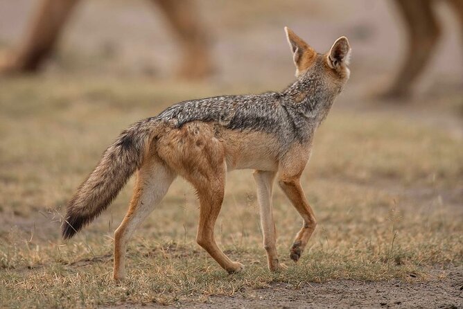 Day trip Safari to Mikumi National Park - The Main Drawbacks to Consider