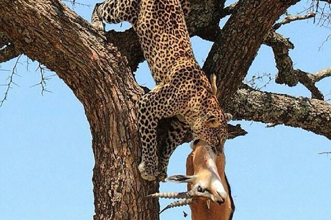 day trip tarangire - Who Will Enjoy This Tarangire Day Trip