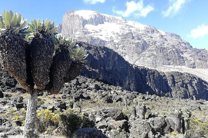 Day Trip to Kilimanjaro National Park - Marangu Gate and the first steps at 1,860 meters