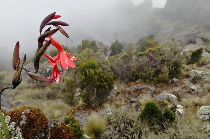 Day Trip to Kilimanjaro National Park - Walking through Kilimanjaro’s equatorial rainforest