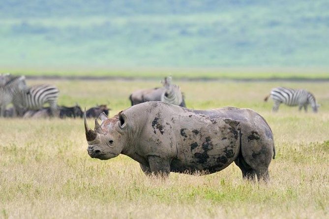 Day Trip to Ngorongoro Crater - Four hours of wildlife watching on the crater floor