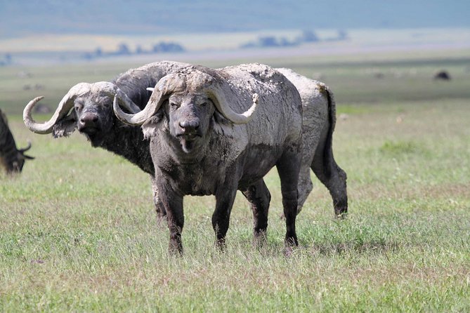 Day Trip to Ngorongoro Crater - Lake Magadi adds a different kind of stop