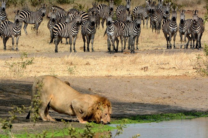 Day Trip to Ngorongoro Crater - A small group makes the vehicle matter less