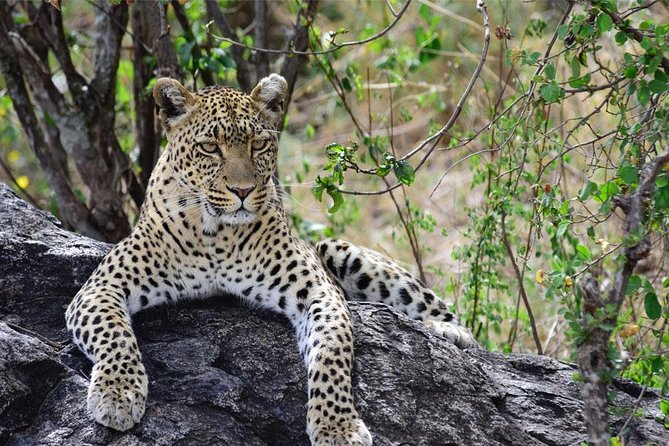 Day Trip to Ngorongoro Crater - What the strong service record tells you