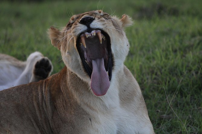 Day Trip to Ngorongoro Crater from Arusha - Key points to know before booking
