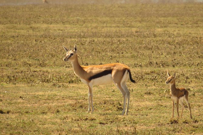 Day Trip to Ngorongoro Crater from Arusha - Starting at 7:00 am from Arusha