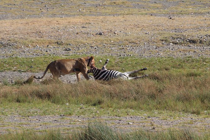 Day Trip to Ngorongoro Crater from Arusha - Lunch, water, and the value of the $465 price