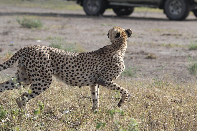 Day Trip to Ngorongoro Crater from Arusha - Eight hours focused on the crater floor