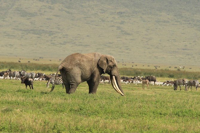 Day Trip to Ngorongoro Crater - Leaving Arusha at 7:00 am