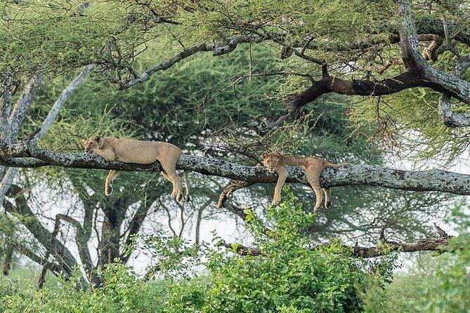 Day trip to tarangire national park - Key points to know before booking