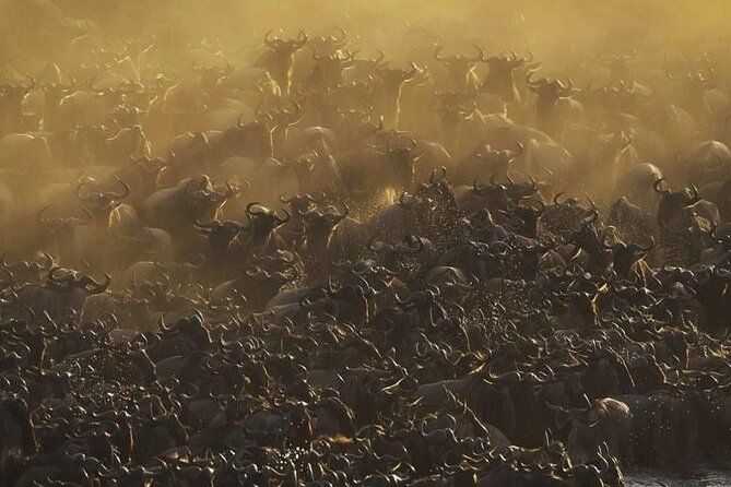 Day trip to tarangire national park - Why Tarangire works well as a one-day safari