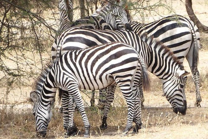 Day Trip to Tarangire National Park From Arusha / Kilimanjaro - A 6:00 am start from Arusha or Kilimanjaro