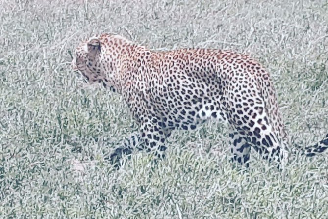 Day Trip to Tarangire National Park From Arusha / Kilimanjaro - Picnic lunch inside the park