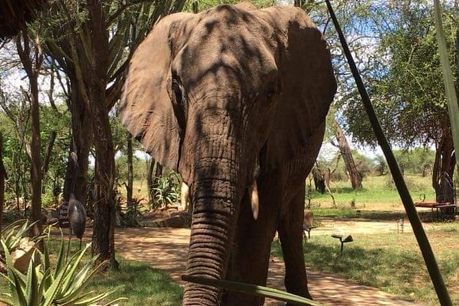 Day Trip to Tarangire National Park From Arusha / Kilimanjaro - Afternoon game drives until about 4:00 pm
