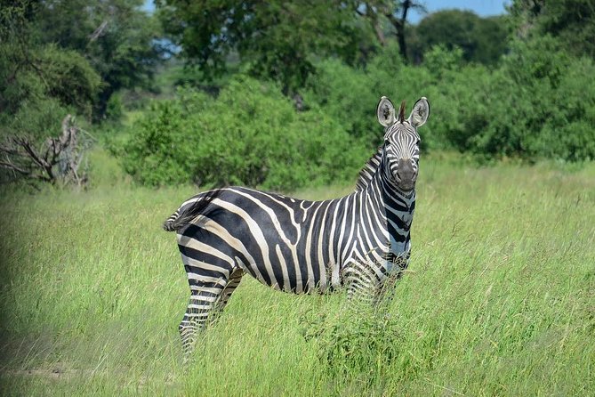 Day Trip to Tarangire National Park From Arusha / Kilimanjaro - Is $350.21 a fair price?