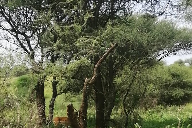 Day Trip to Tarangire National Park From Arusha / Kilimanjaro - Who should book this day trip?