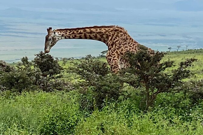 Discover Our Best 2-Day Tanzania Budget Group Lodge Safari Tour - Day two: the Ngorongoro Crater wildlife circuit