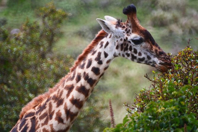 Discover Our Best 2-Day Tanzania Budget Group Lodge Safari Tour - Why the open-roof Land Cruiser matters