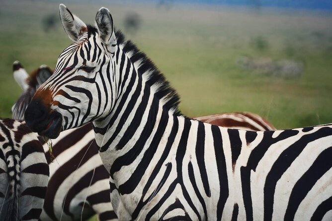 Discover Our Best 2-Day Tanzania Budget Group Lodge Safari Tour - Meals, lodging, and the practical comfort level