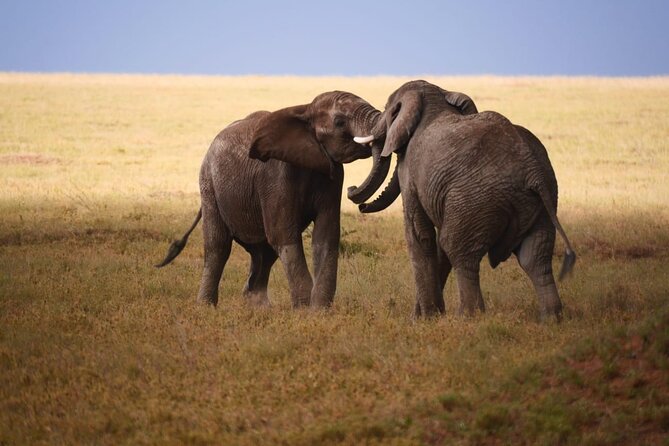 Discover Our Best 2-Day Tanzania Budget Group Lodge Safari Tour - Booking questions worth asking first