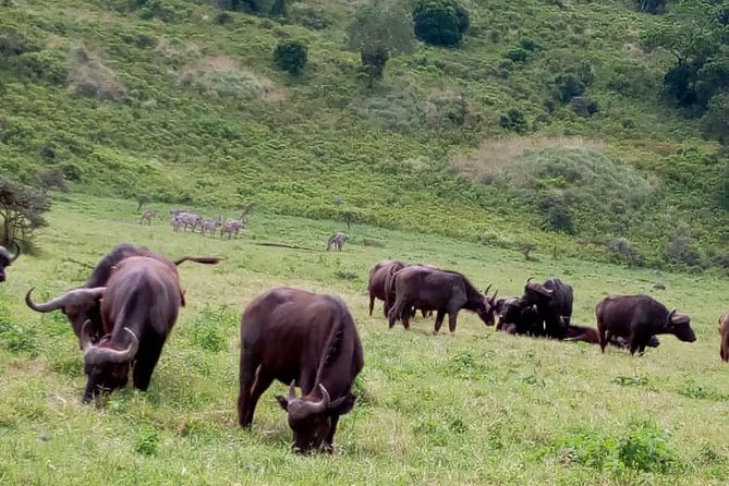 Discover Our Best 2-Day Tanzania Budget Group Lodge Safari Tour - Day one: elephants and baobabs in Tarangire