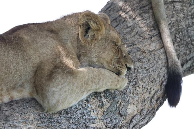 Discover Tanzania through the 3 wild classics - A seven-day introduction to Tanzania’s wild classics