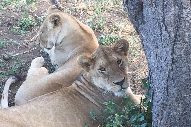 Discover the group joining for 5-day Tanzania safari in 2025 - Why this five-day route works