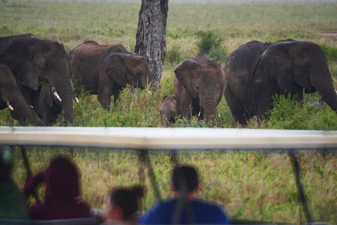 Discover the group joining for 5-day Tanzania safari in 2025 - Day 3: A morning game drive before Ngorongoro