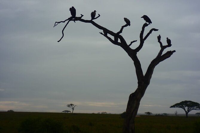 Discover the group joining for 5-day Tanzania safari in 2025 - Day 4: Ngorongoro Crater and the return to Mto wa Mbu