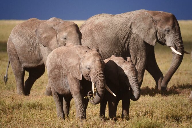 Discover the group joining for 5-day Tanzania safari in 2025 - Camping, food, and the safari vehicle