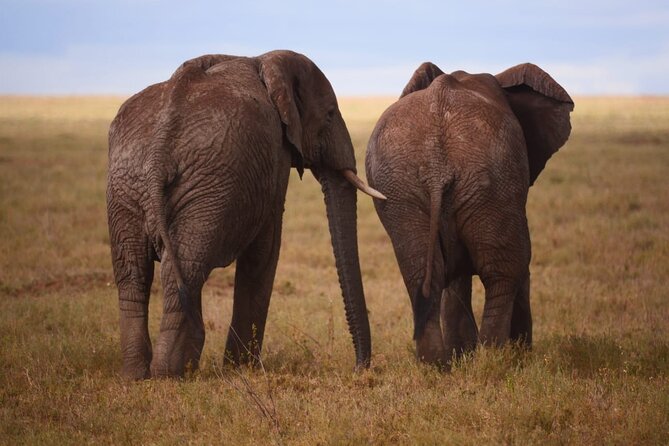 Discover the group joining for 5-day Tanzania safari in 2025 - Guides who can shape the experience