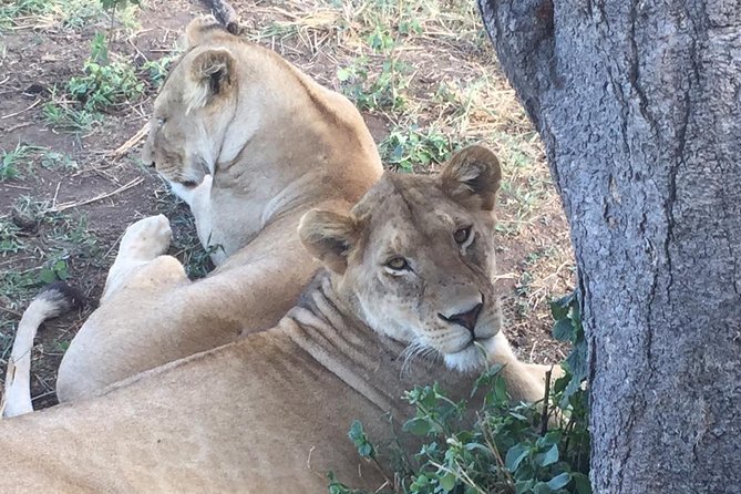 Discover The World's Top Best 4-day Tanzania Group Camping safari - Day 3: Dawn wildlife and the road to Ngorongoro