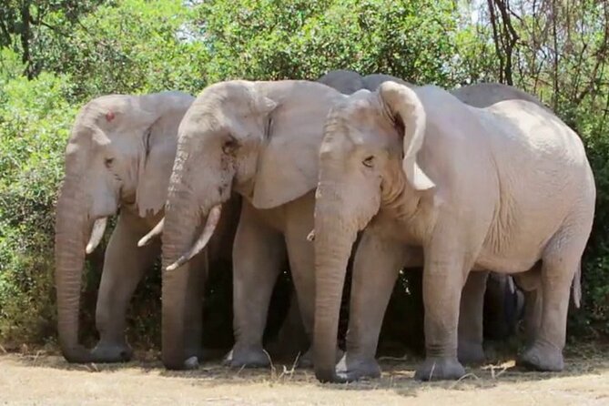 Discover The World's Top Best 4-day Tanzania Group Camping safari - Day 4: Ngorongoro Crater and return to Arusha