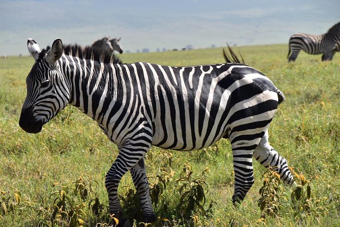 Discover The World's Top Best 4-day Tanzania Group Camping safari - Camping, meals, and what the price includes