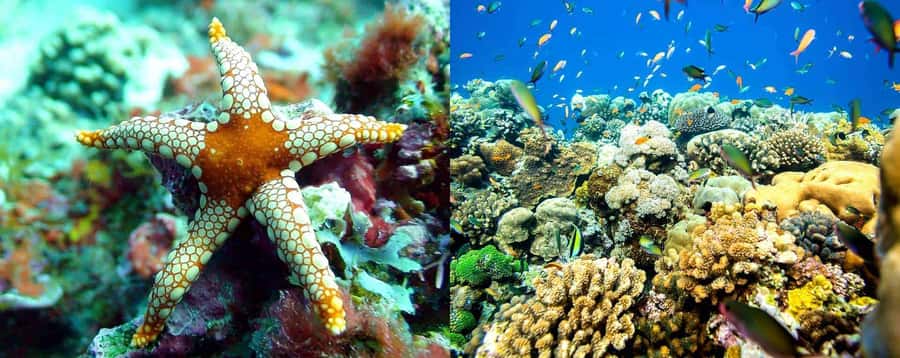 Discover Tumbatu Island: Private Snorkeling Adventure - Setting out from Kendwa or Nungwi